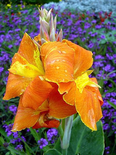 Indisches Blumenrohr aus der Wilhelma 